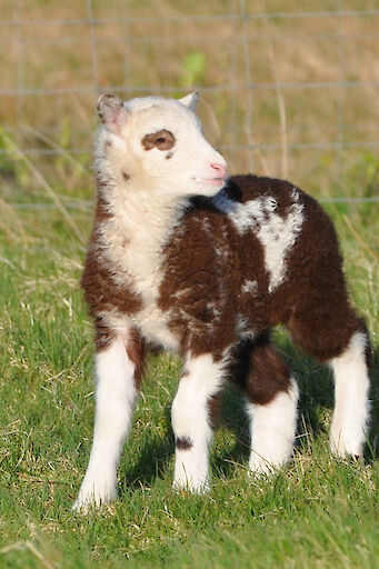 Shetland Lamb