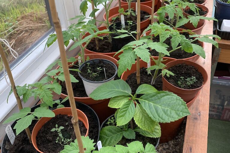 A fine collection of seedlings - tomatoes, cucumbers, coriander - all coming on well at Sundside