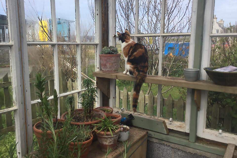 Neep the cat surveys her patch from a warm vantage point in the greenhouse
