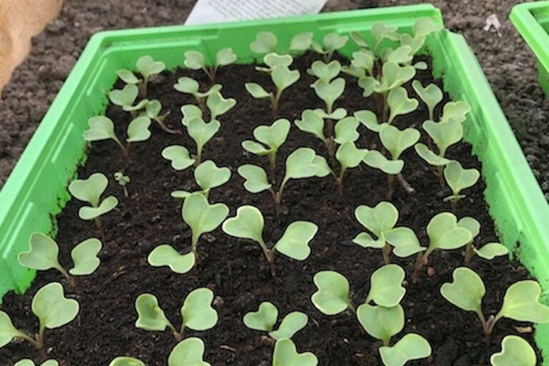 Cauliflower seedlings