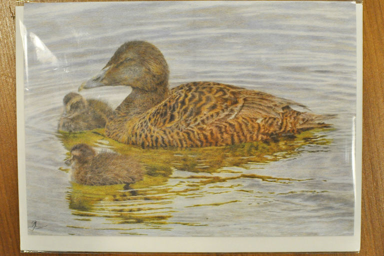 Duck with Ducklings Card