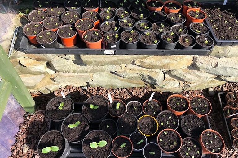 Vegetable Seedlings