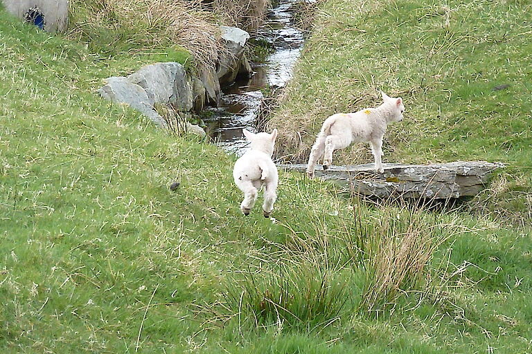 Rare breeds - the world-famous Shetland Hovering Sheep