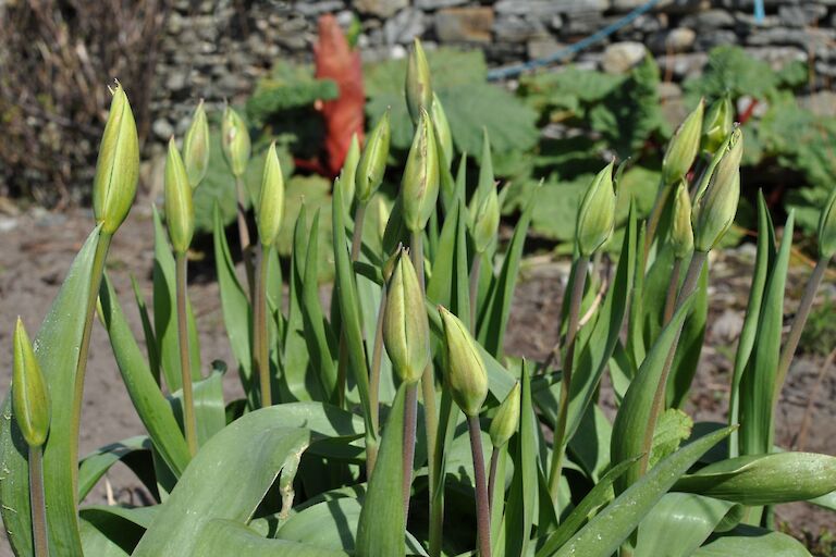 Green Tulips & Rhubard