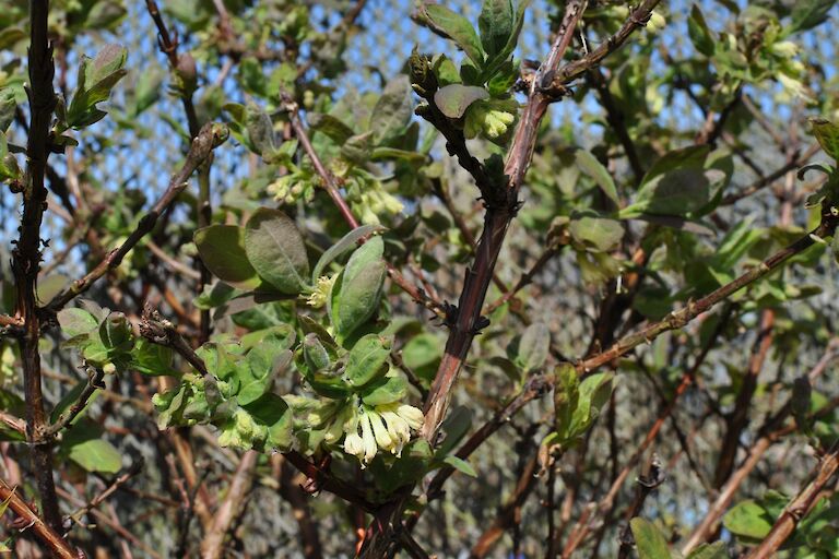 Honeyberry Just Ready to Flower