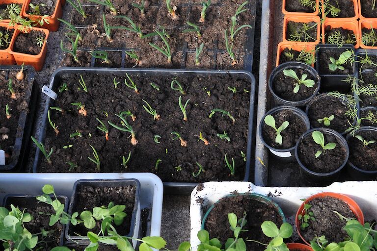 Seedlings - Peas, Onions, Dill & Some Flowers