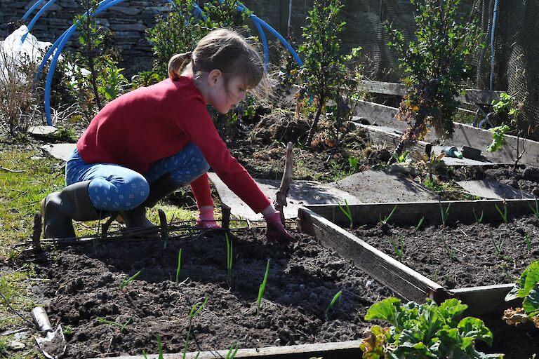 Setting Oot Onions