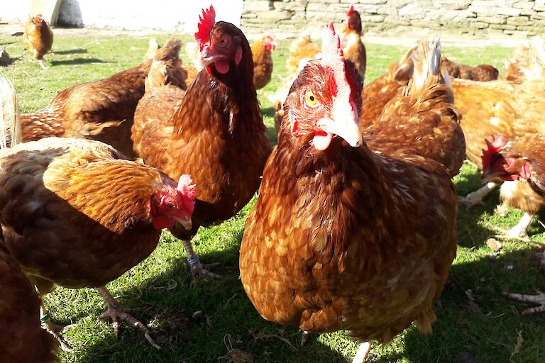Brough chickens with one checking out the camera