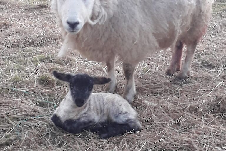 Ewe with lamb