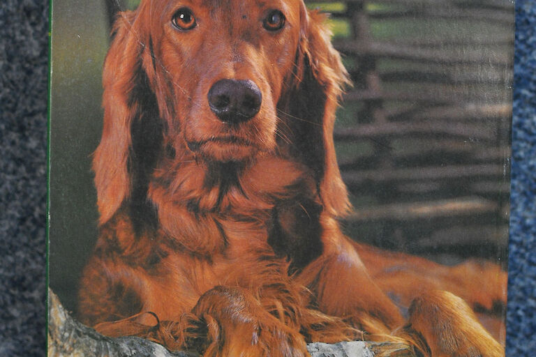 Red Setter