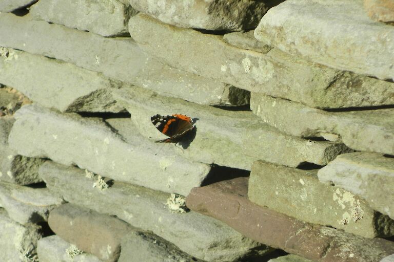 Red Admiral Butterfly