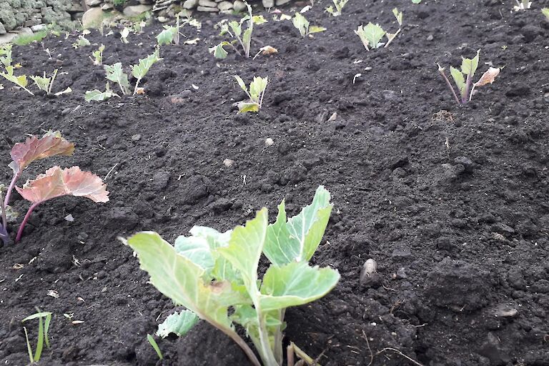 Kale Plants