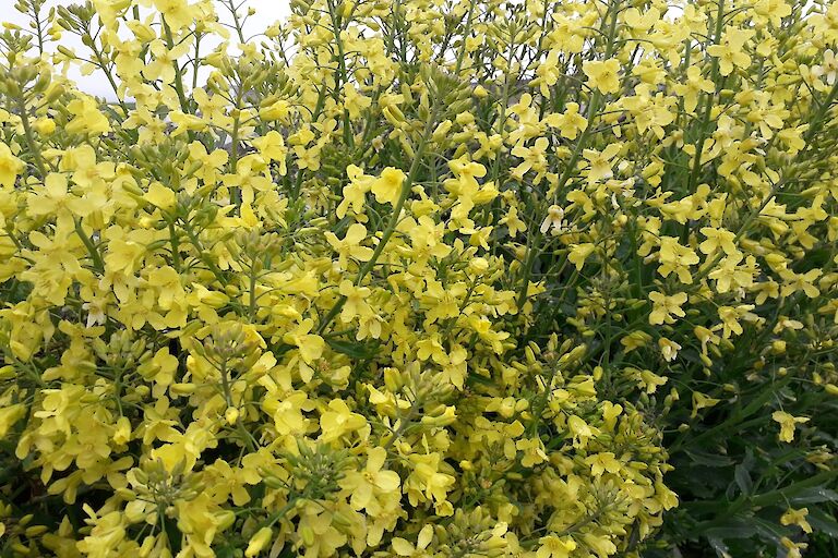 Kale Stock Flowers