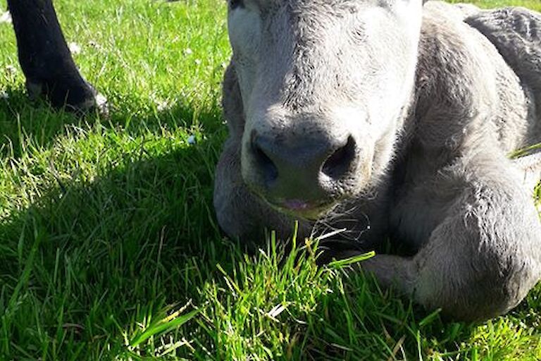 Close up of new born calf