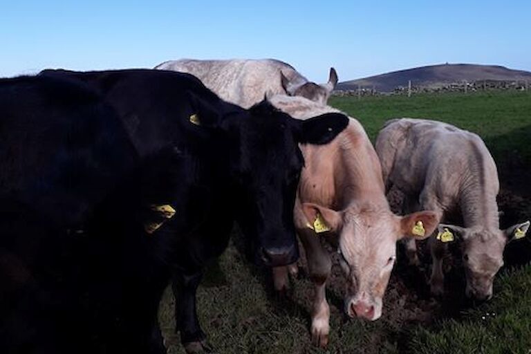 cows and calves at Gunnista