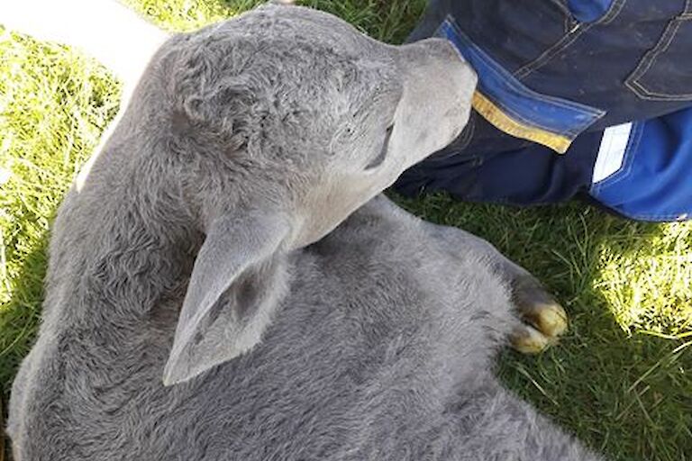 New born calf at Grindischool