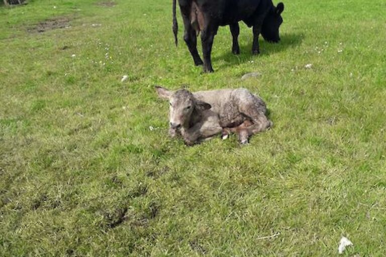 Grindischool cows and new born calf