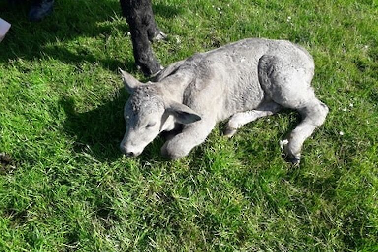 New born calf at Grindischool