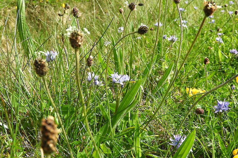 Scabious, Plantains & Trefoils