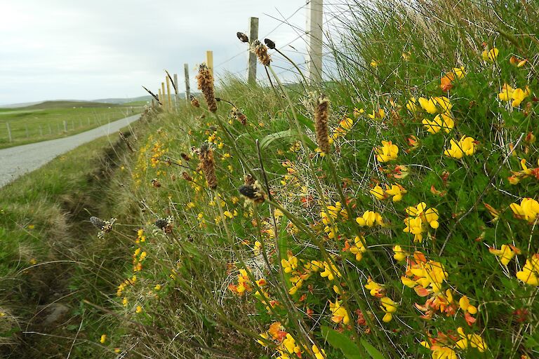 Birdsfoot Trefoil