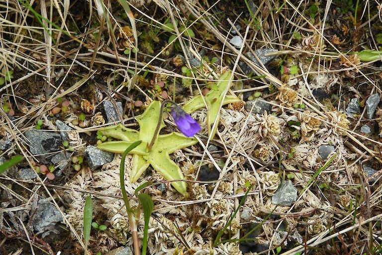 Butterwort