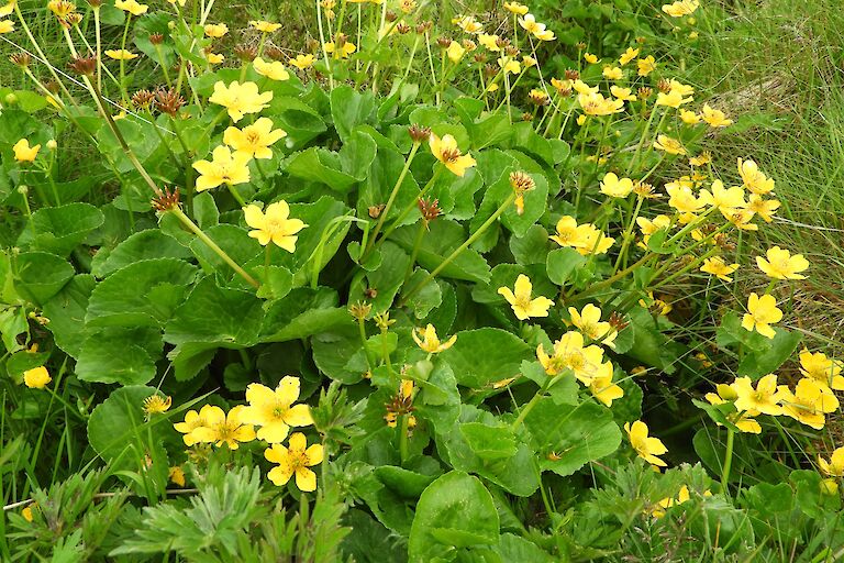 Marsh Marigolds