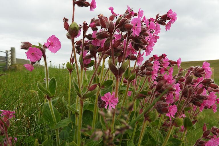 Pink Campion