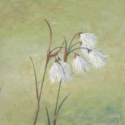 ‘Bog Cotton’ - 2020 - 20 x 20cm