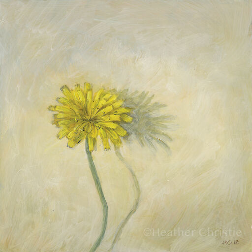 ‘Shetland Hawkbit’ - 2019 20 x 20cm