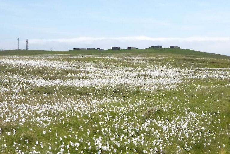 Lucky Minnie’s Oo (aka Bog Cotton) below the Cruester camp