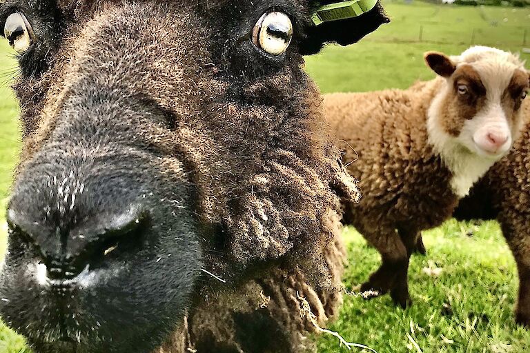 Shetland ewe and yuglet lamb