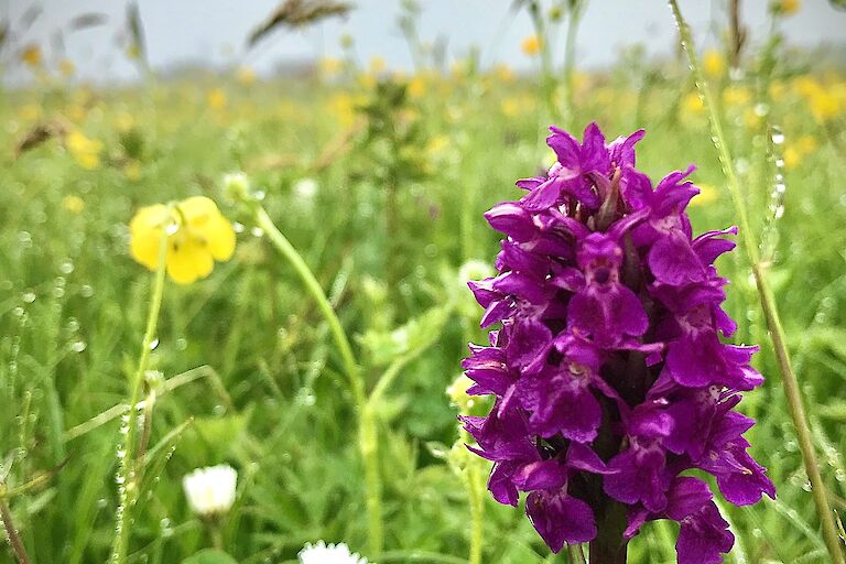 Northern Marsh Orchid in the hay park