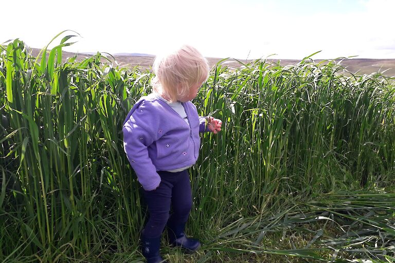 Ella in silage park inspecting the cut