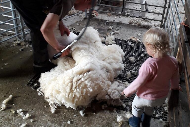 Ella inspecting fleece as her father clips