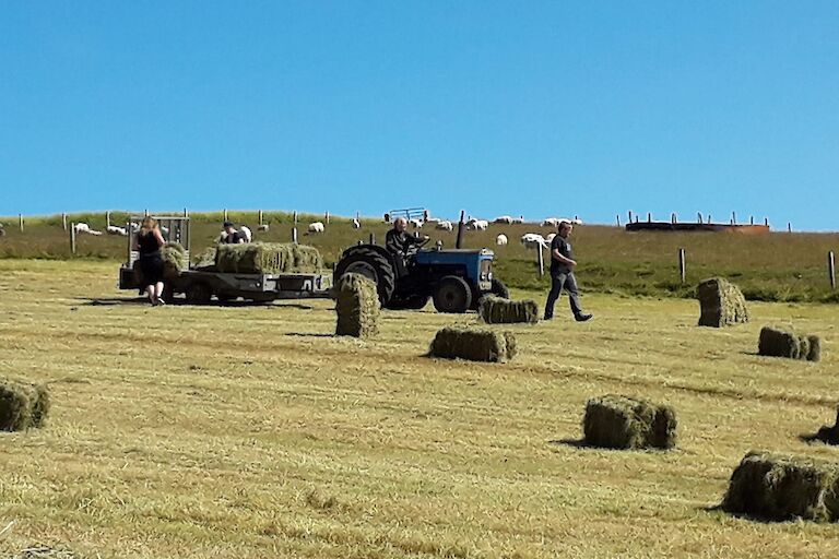 Hay baling collection