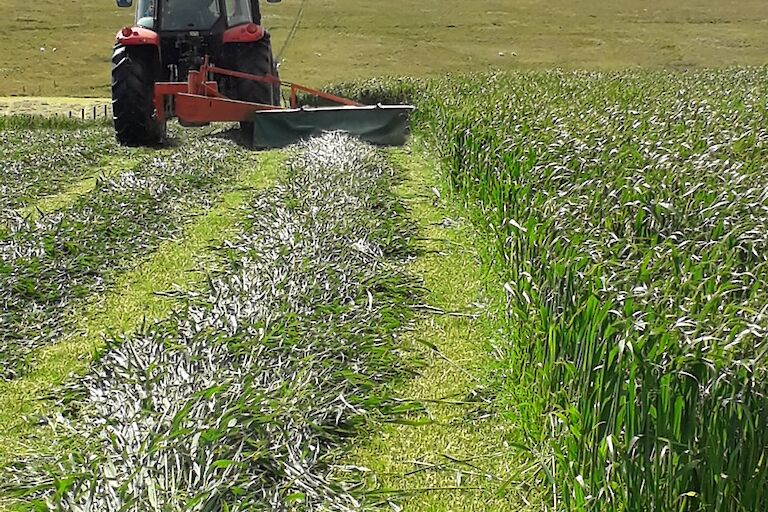 Hay cutting at Brough