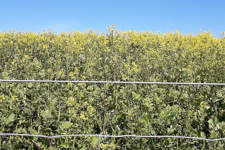 Mustard flowers