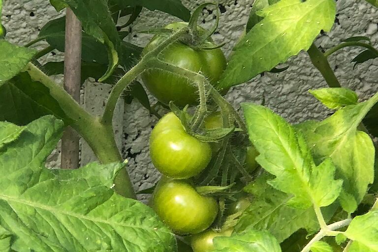 Gunnista greenhouse tomatoes