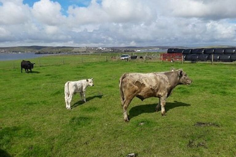 Update of Grindischool (white) calf born in June