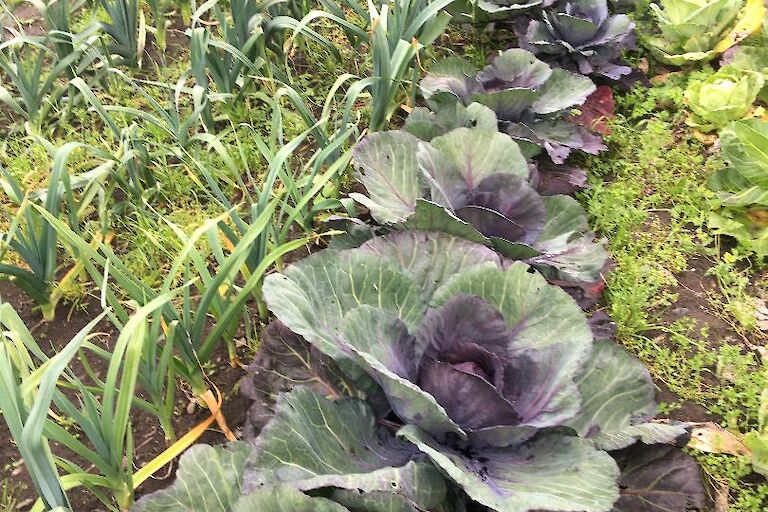 Gunnista Vegetable Croft Crops