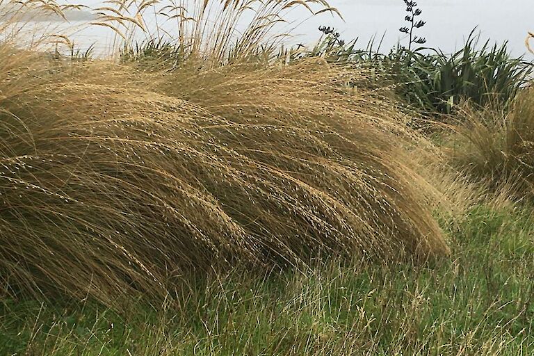 Gunnista Croft shelterbelt - Pampas Grass